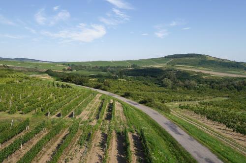 A pincészetből vásárolt bor - 5 okot is tudunk, amiért a kedvenc borodat pincészettől vásárold meg – előnyei.